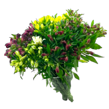 Alstroemeria
